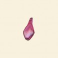 Pink Glass Lustre Leaf Beads - 15mm x 7mm - Pack of 10 