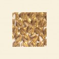 Swarovski Gold Shadow Bicone Beads - 4mm x 4mm - Packs